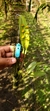 Acianthera binotii Lacre 5370 - Orquidário Aparecida