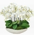Deslumbrantes Orquídeas Brancas