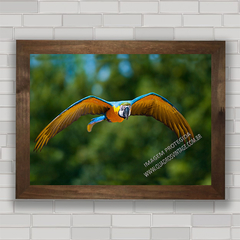 QUADRO DECORATIVO ANIMAIS 25 - ARARA na internet