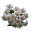 Hoya Rotundifolia - Muda Flor De Cera