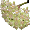 Hoya Balaensis - Flor De Cera