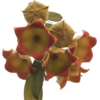 Hoya Lauterbachii - Pequena - Flor De Cera