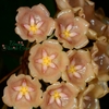 Hoya Siariae Yellow Pink - Flor De Cera