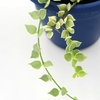 Dischidia Ruscifolia Variegata - Planta Mini Coração