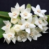 Hoya Albiflora - Flor De Cera