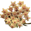 Hoya Flavida - Muda Flor De Cera