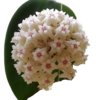 Hoya Verticillata - Flor De Cera