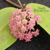 Hoya Sarawak - Muda Flor De Cera