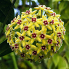Hoya Halconensis - Flor De Cera