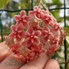 Hoya Pubicalyx Pink Dragon - Flor De Cera