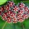 Hoya Pubicalyx Pink Splash - Flor De Cera