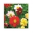 Sementes de Dahlia Coltness Sortida - Linha Tradicional Flores Topseed - 300 mg (11282) na internet