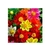 Sementes de Dahlia Coltness Sortida - Linha Tradicional Flores Topseed - 300 mg (11282) - AGROVERT PAULISTA