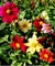 Sementes de Dahlia Coltness Sortida - Linha Tradicional Flores Topseed - 300 mg (11282) - comprar online