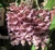 Clowesia rósea x Catasetum ivanae - loja online
