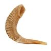 Shofar de Carnero SAA6 de 48 a 55 cm con manual de uso