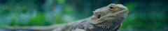 Banner de la categoría REPTILES