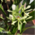 Orquídea Anacheilium Bueraremense Campacci- Pré adulta na internet