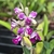 Orquídea C. Penny Kuroda X C. Pão de Açucar Tam.2 - comprar online