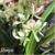 Orquídea Anacheilium Bueraremense Campacci- Pré adulta - comprar online