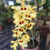 Orquídea Dendrobium Gatton Sunray - Pré-Adulta na internet