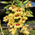 Orquídea Dendrobium Gatton Sunray - Pré-Adulta