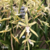 Orquídea Miltonia Flavescens (orquídea do amor) - Adulta na internet
