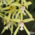 Orquídea Miltonia Flavescens (orquídea do amor) - Adulta