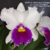 Orquídea (MS299) Lc. Mildred Rives X Lc. Ecstasy Orchidglade X Lc. Mikkie Nagata Orchidglade Pré-adulta (clone)