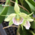 Orquídea Anacheilium Bueraremense Campacci- Pré adulta