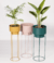 PLANT SETS !