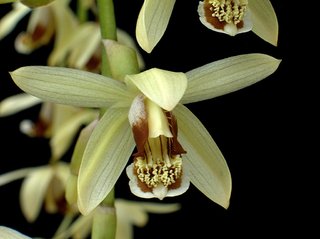 Coelogyne tomentosa