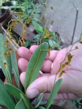 Pleurothallis alligatorifera