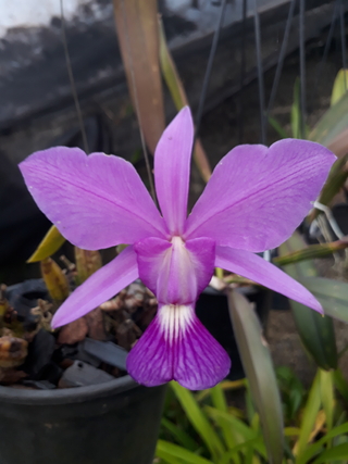 Cattleya Walkeriana tipo