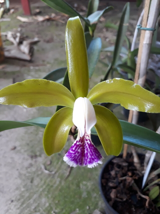 Cattleya schofieldiana