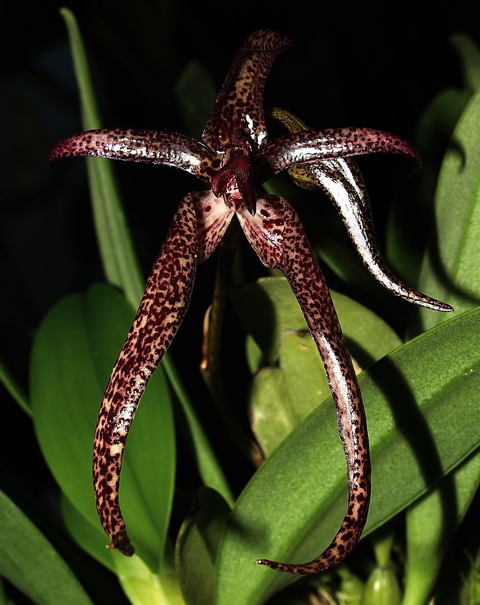 Bulbophyllum meen garuda