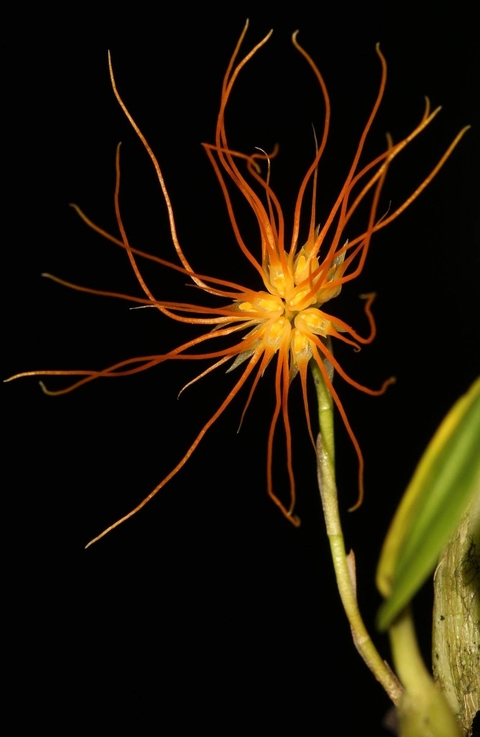 Bulbophyllum croceum