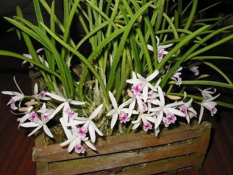 Laelia lundii (touceira)