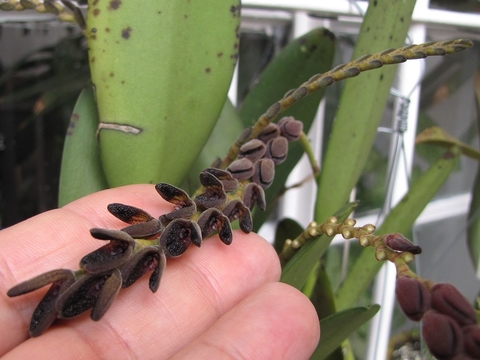 Acianthera saurocephala "Pleurothallis saurocephala" Adulta