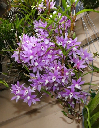 Dendrobium hercoglossum - ADULTA