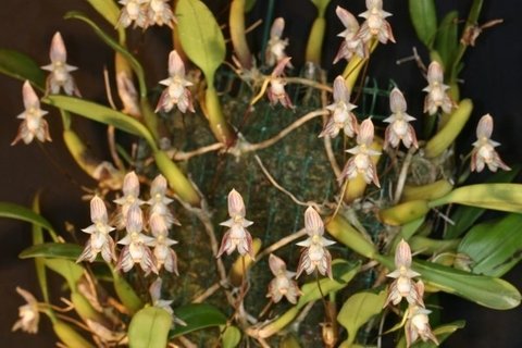 Bulbophyllum ambrosiae
