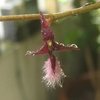 Bulbophyllum saltatorium "miniatum" na internet