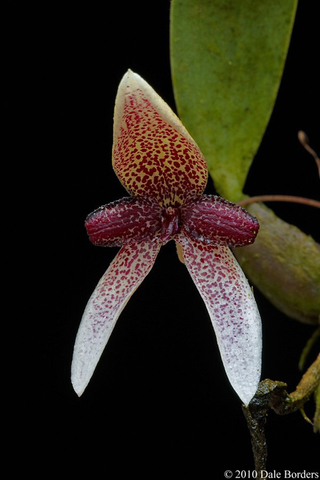 Bulbophyllum elassoglossum