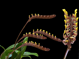 Bulbophyllum falcatum