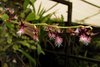 Bulbophyllum saltatorium "miniatum"