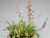 Bulbophyllum saltatorium "miniatum" - comprar online
