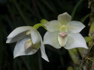 Bulbophyllum santosii