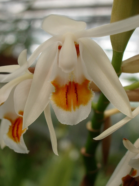 Coelogyne stricta