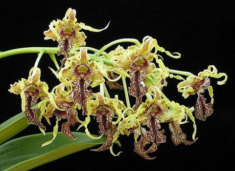 Dendrobium spectabile