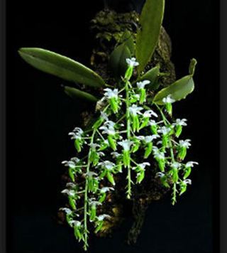 Dipteranthus pellucidus - Adulta